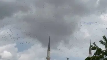 Güneye gidiyorlar: Yüzlerce leylek İstanbul semalarında görüldü