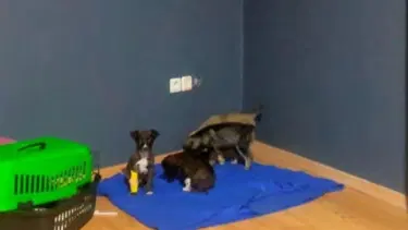 Barınakta skandal olay: Yavru köpekleri çöpe atmışlar