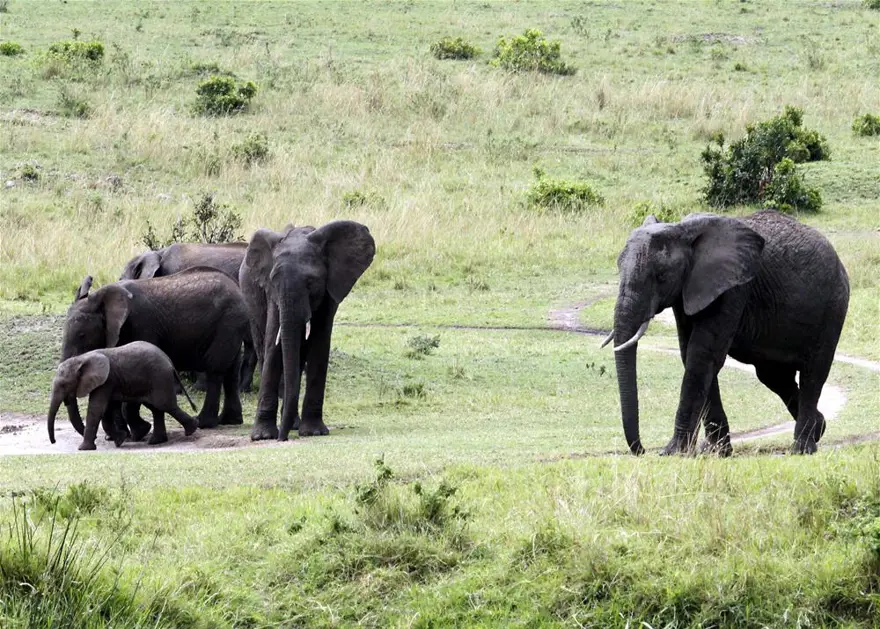 'Doğanın gözyaşı' 12