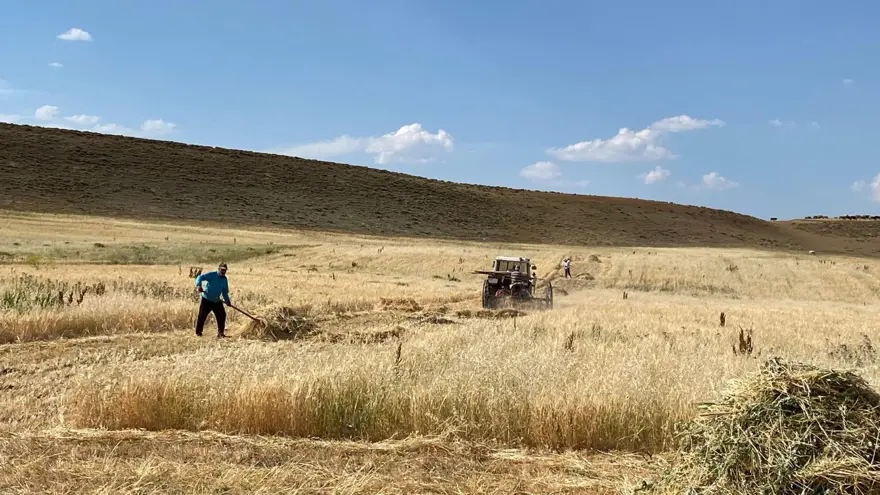 Kavurucu sıcaklarda zorlu mücadele! Sabahtan akşama kadar durmadan çalışıyorlar 3