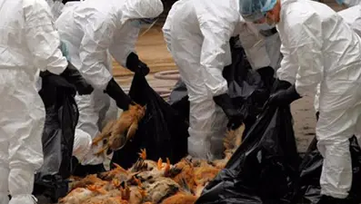 ⁠Bilim insanlarından daha ölümcül pandemi uyarısı: En az sekiz kuş gribi türü dünyada dolaşıyor