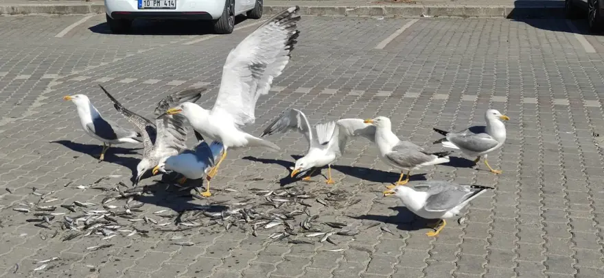 Müsilaj martılara yaradı! 5