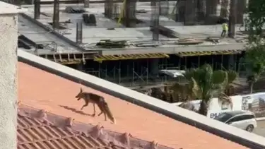 Şehir merkezine indi, çatıya çıktı: Ekipler harekete geçti