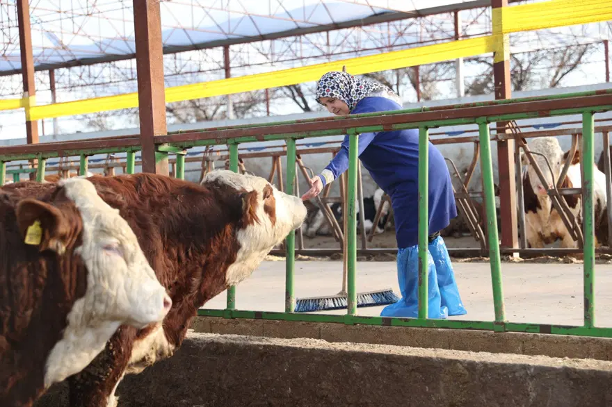 7 yıl önce 1 inekle hobi olarak başladı: 61 yaşındaki kadın  sayıyı 780 çıkardı, çiftlik kurdu 3