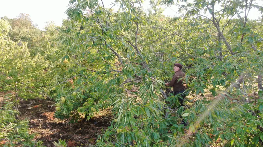60-70 metre yükseklikten toplanan karbonhidrat ve protein deposu: Fiyatı iyi, işçi bulunmuyor 2 60-70 metre yükseklikten toplanan karbonhidrat ve protein deposu: Fiyatı iyi, işçi bulunmuyor 2