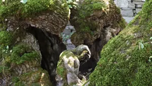 300 yıllık dut ağacında şaşırtan görüntü: Yere oturmuş ve başını eğmiş gibi