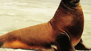 Deniz aslanları yuvalarını terkediyor