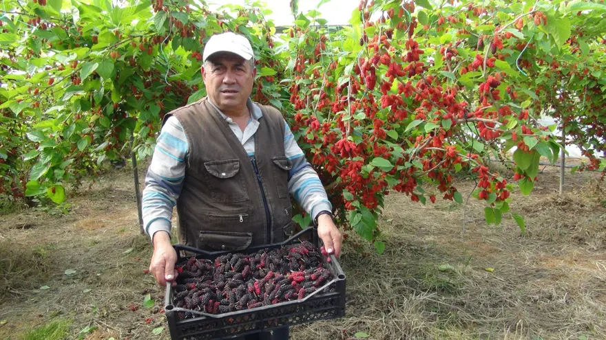 Bahçede kilosu 100 lira: Mersin'den dünyaya ihraç ediliyor 2