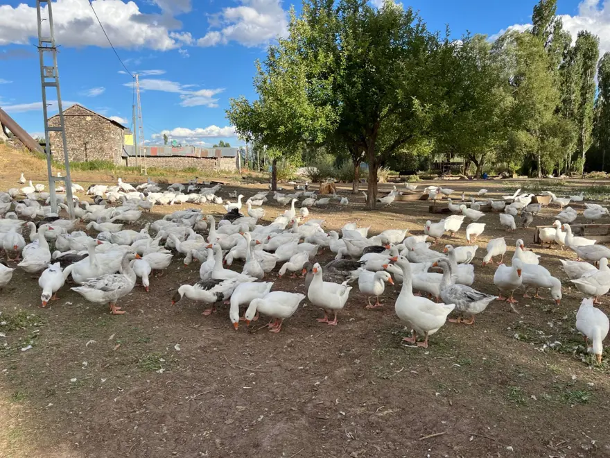 2 bin 500 liraydı bu yıl 6 bin liradan satılacak: Sofralık lezzet için geri sayım başladı 4 2 bin 500 liraydı bu yıl 6 bin liradan satılacak: Sofralık lezzet için geri sayım başladı 4