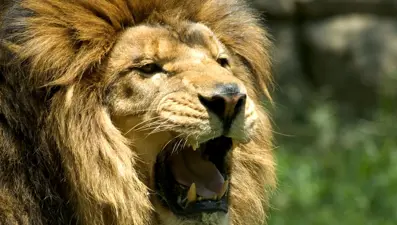 Hayvanat bahçesinde feci ölüm: Aslanların saldırısına uğradı