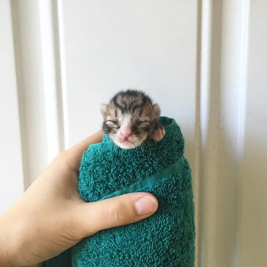 Hayatını kedileri kurtarmaya adadı 281