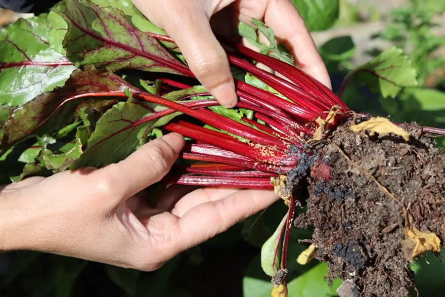 Uzmanlardan ''çöpe atmayın'' uyarısı: Yüksek oranda kalsiyum ve vitamin içeriyor 1