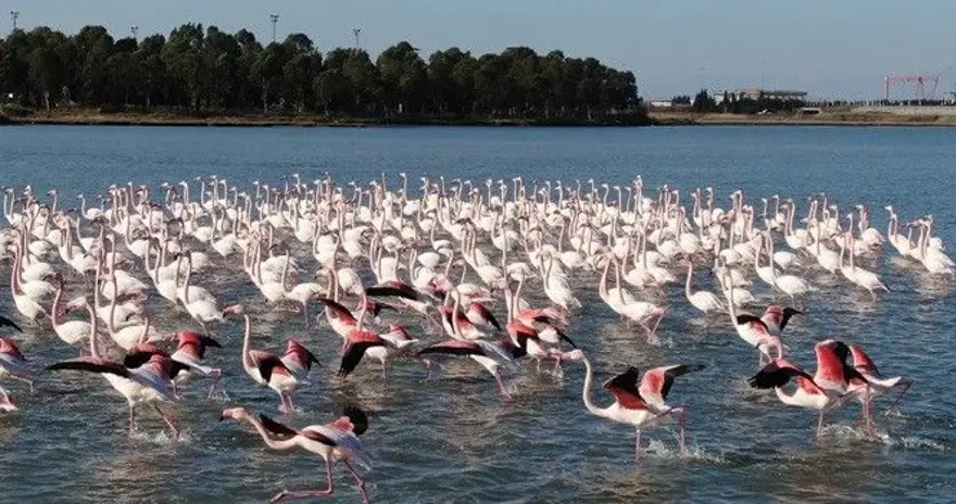 Flamingoların muhteşem kış dansı 6