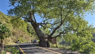 330 yıllık çınar ağacı: 2 devlet, 15 padişah, 12 cumhurbaşkanı gördü