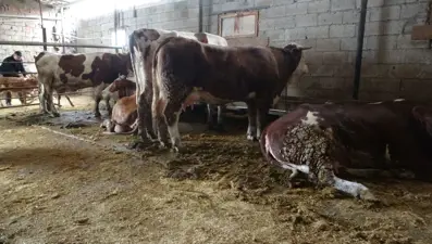 Malatya'da 4 büyükbaş hayvan akıma kapıldı