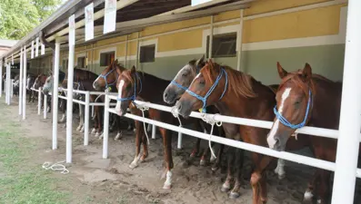 TİGEM tay satışından 3 milyon 686 bin lira gelir elde etti