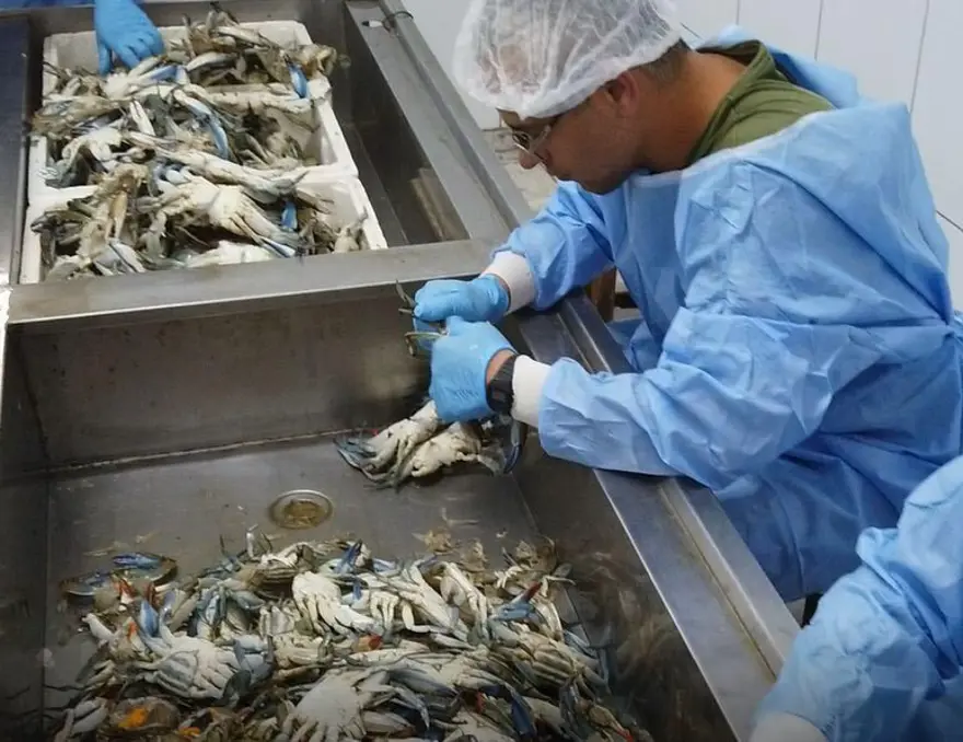 Balıkçıların 'korkulu rüyası' mavi yengeç, turistlerin gözdesi 1