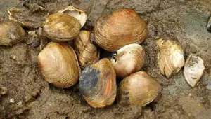 Midye kaçakçılığı yapan 3 kişiye 90 bin lira ceza uygulandı