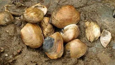 Midye kaçakçılığı yapan 3 kişiye 90 bin lira ceza uygulandı