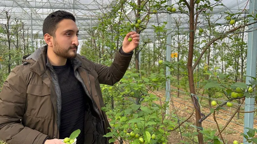Arap şeyhlerine kilosu 2 bin liradan erik 3 Arap şeyhlerine kilosu 2 bin liradan erik 3