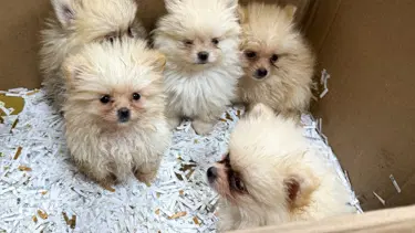 Kapıkule'de otomobilde gizlenmiş 5 köpek yavrusu bulundu