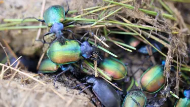 "Terminatör" böcekler doğaya salındı