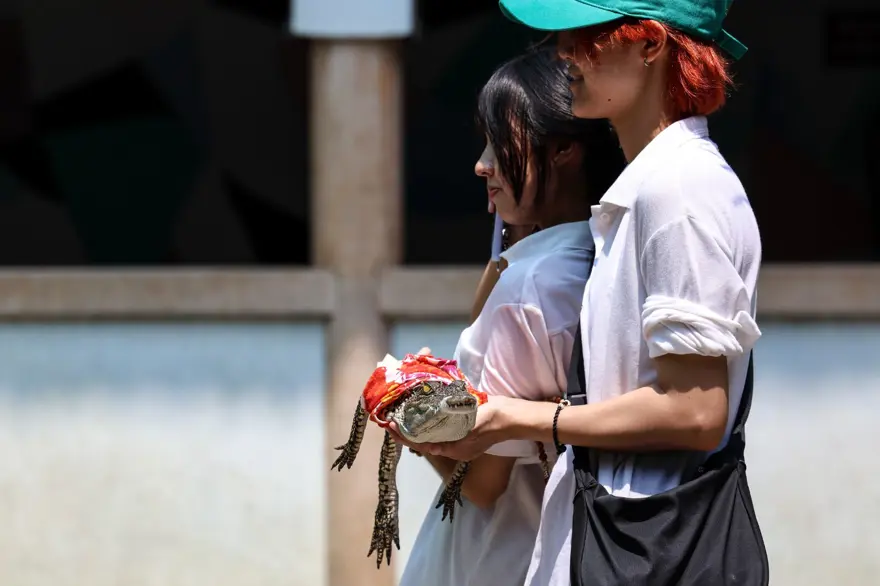 Tayland'da Timsah Çiftliği 3 yıl sonra yeniden açıldı​​​​​​​ 1