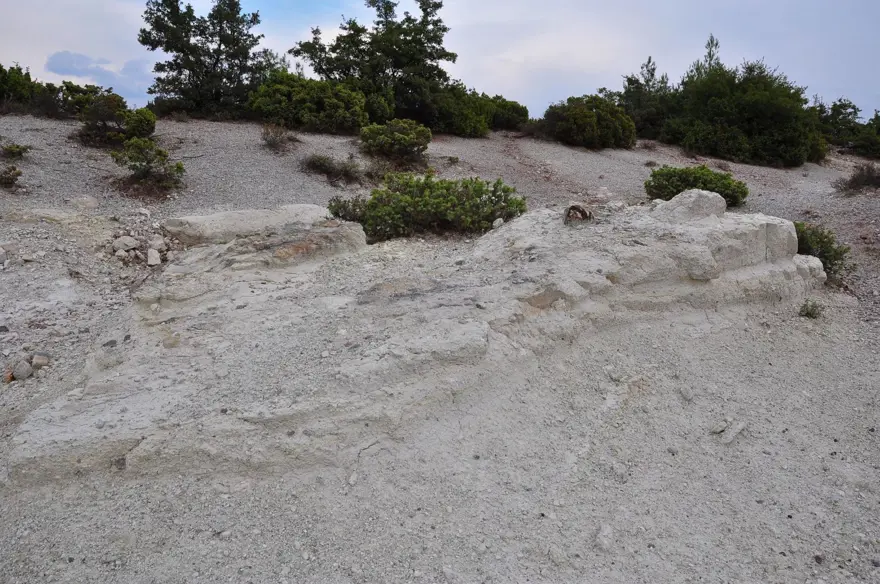 21 milyon yıllık fosil ağaç ormanı tehlikede 6