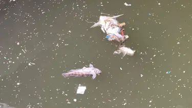 İzmir Körfezi'nde balık ölümleri sürüyor