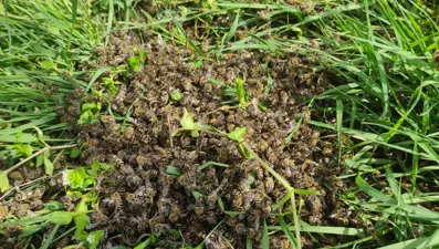 Yüzlerce kovan arı telef oldu: Kaçak tarım ilacı iddiası