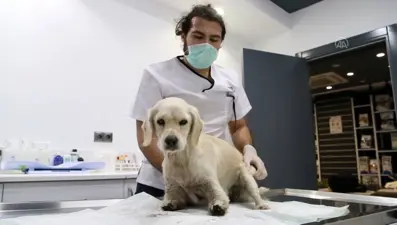 Bacakları kesilmiş halde bulunan köpeğe HAYTAP sahip çıktı