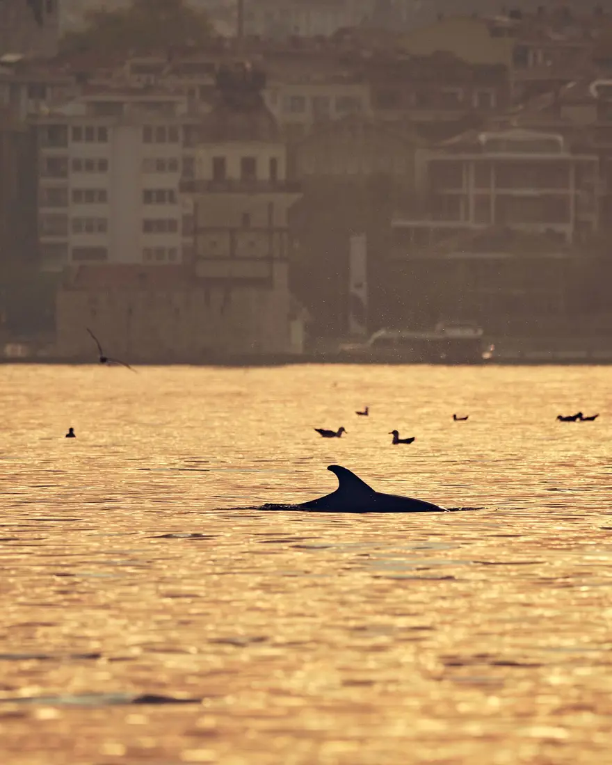 İstanbul Boğazı'nda yunusların dansı 11 İstanbul Boğazı'nda yunusların dansı 11