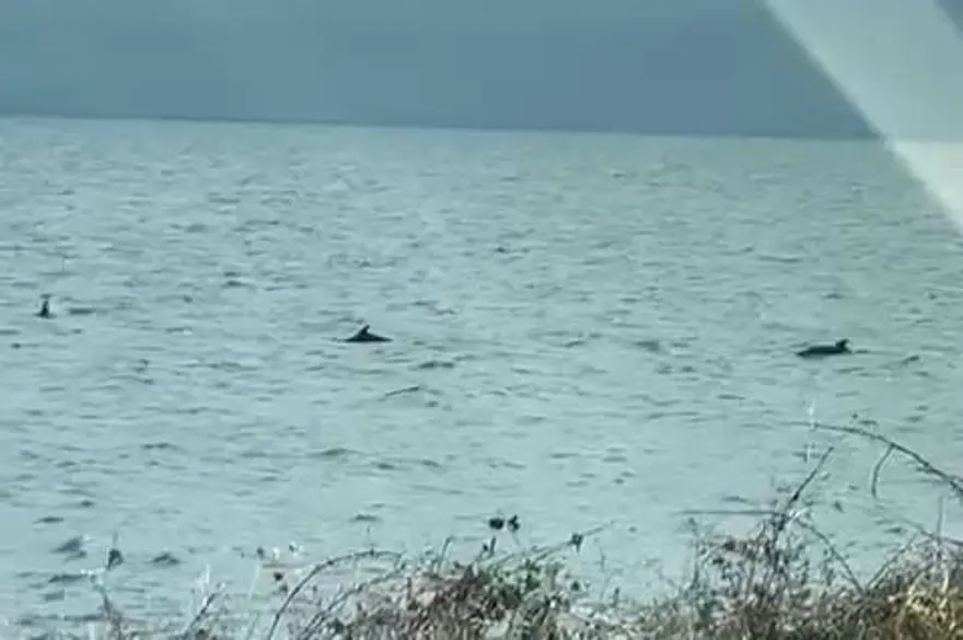Tekirdağ'da yunuslar denizde dans etti 1