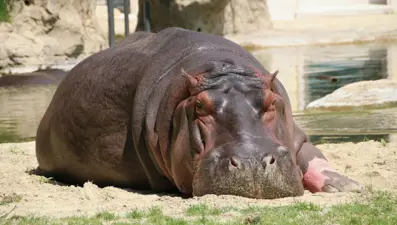 Kongo'da 50 su aygırı şarbondan zehirlendi