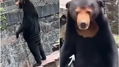 Sosyal medyada viral oldu: Ayılarımız gerçek ayı