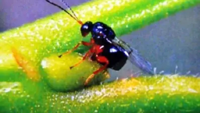 'Katil arı' Kastamonu ormanlarında