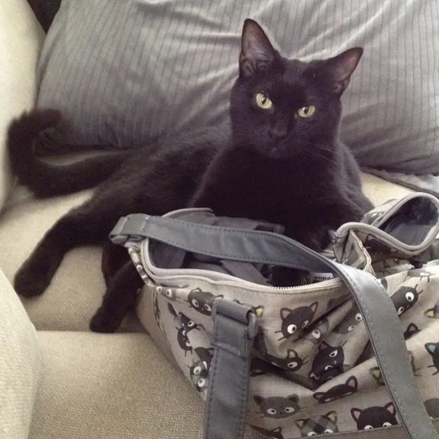 Hayatını kedileri kurtarmaya adadı 230