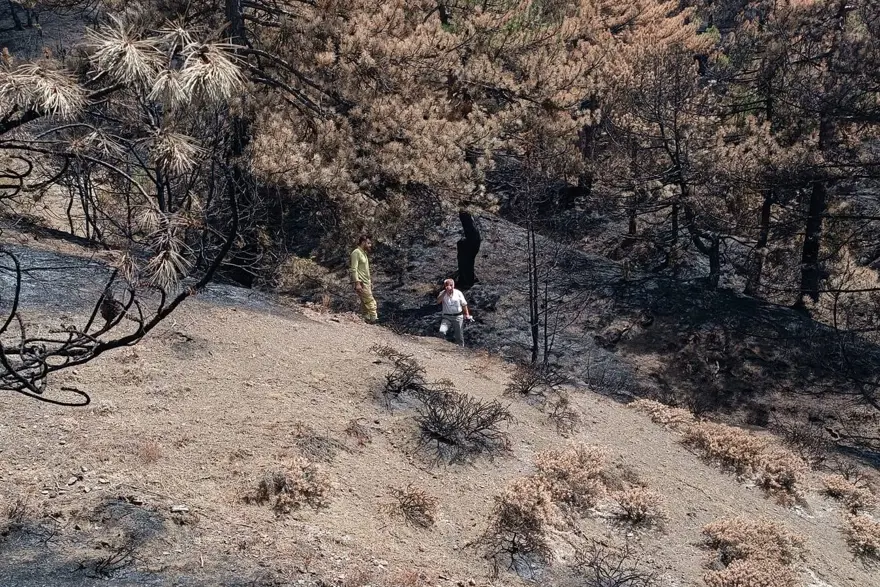 Bolu Göynük'teki orman yangınının yaraları sarılıyor 1