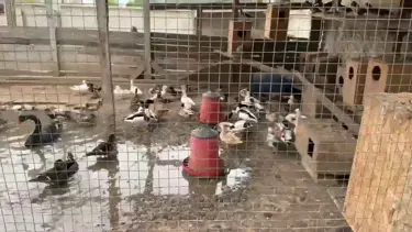 Sakarya’da 102 egzotik hayvan ele geçirildi