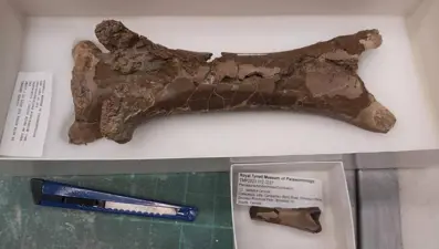 76 milyon yıllık "cinayet" çözüldü: Isırık izi ortaya çıktı