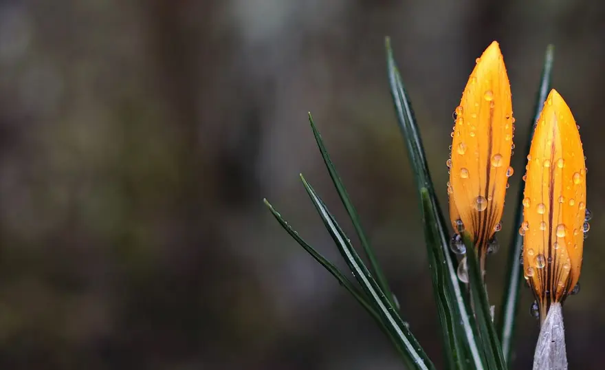 NEVRUZ GELENEKLERİ NELER? 2 NEVRUZ GELENEKLERİ NELER? 2