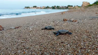 Antalya'da caretta caretta rekoru