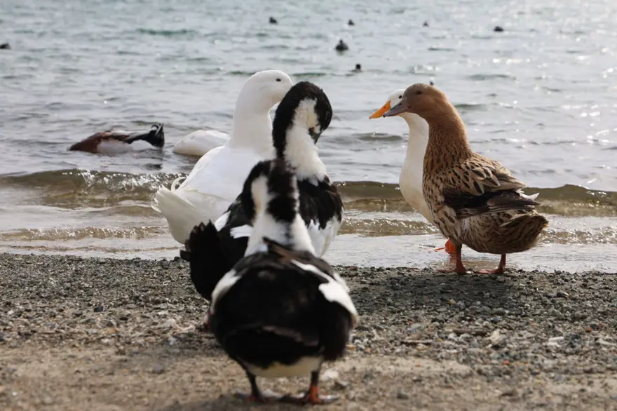 Keban Baraj Gölü'nde zengin fauna çeşitliliği 