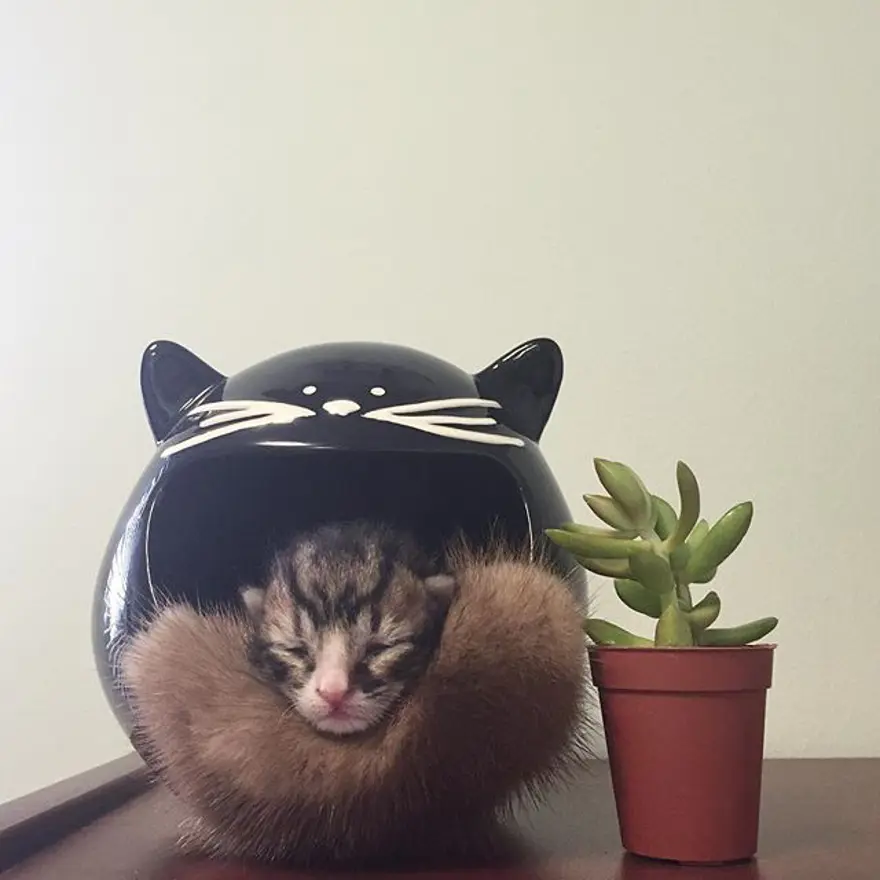 Hayatını kedileri kurtarmaya adadı 288