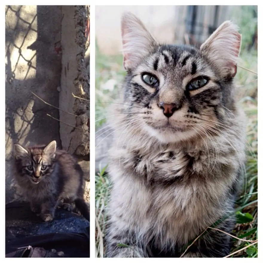 Hayatını kedileri kurtarmaya adadı 71