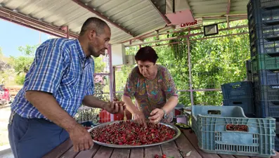Hasat sabah saatlerinde başlıyor: Günlük 900 lira kazanıyorlar