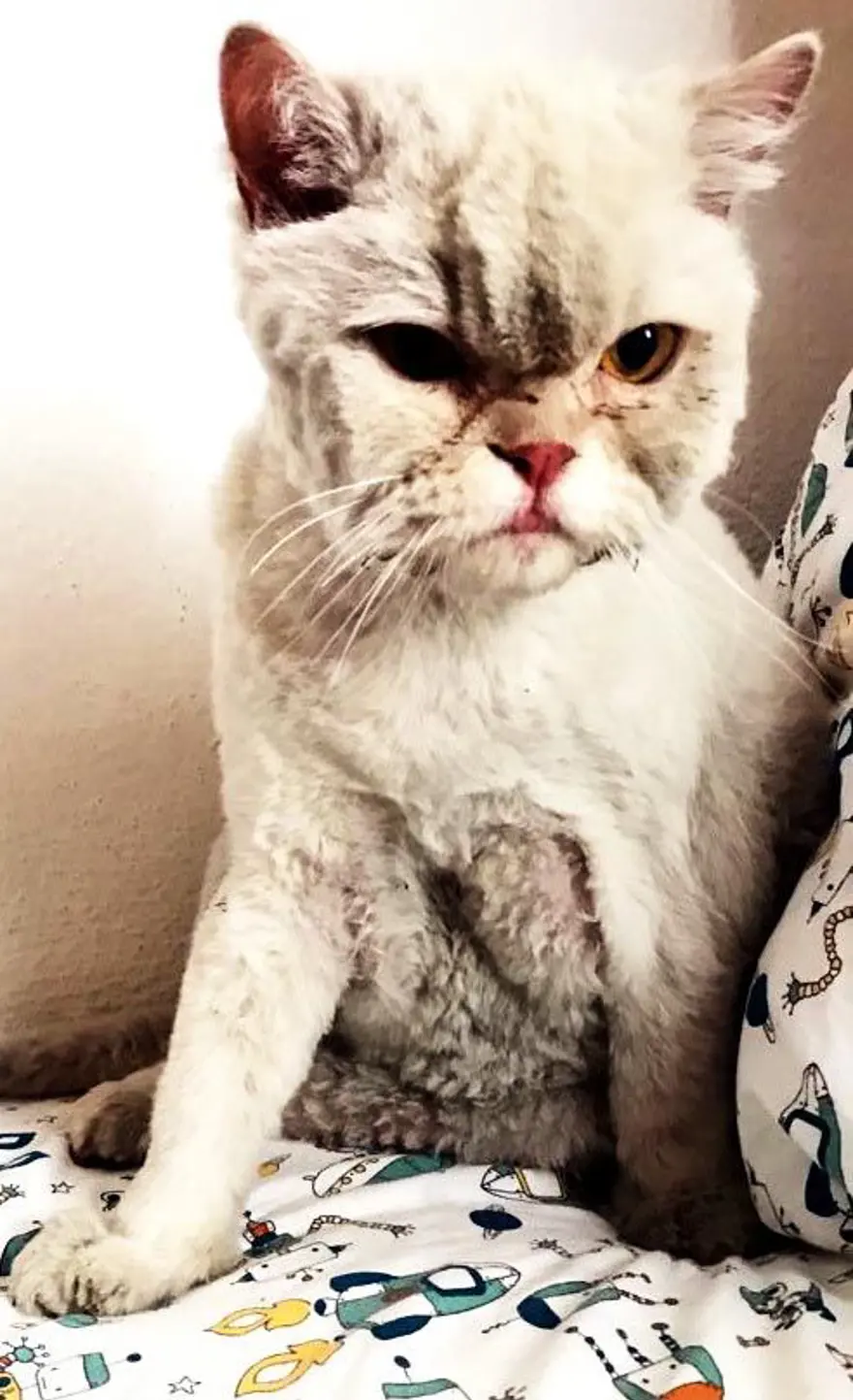 Kayıp kedi minibüsün kaportasından çıktı 7 Kayıp kedi minibüsün kaportasından çıktı 7