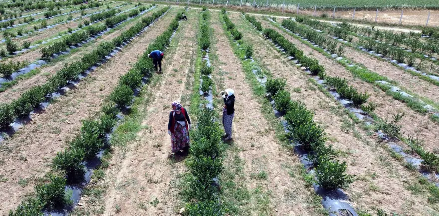 Kuzey Amerika'dan Türkiye'ye kadar yayıldı! Kilosu 230 liradan kapış kapış satılıyor, tıbbi değeri çok yüksek 17 Kuzey Amerika'dan Türkiye'ye kadar yayıldı! Kilosu 230 liradan kapış kapış satılıyor, tıbbi değeri çok yüksek 17