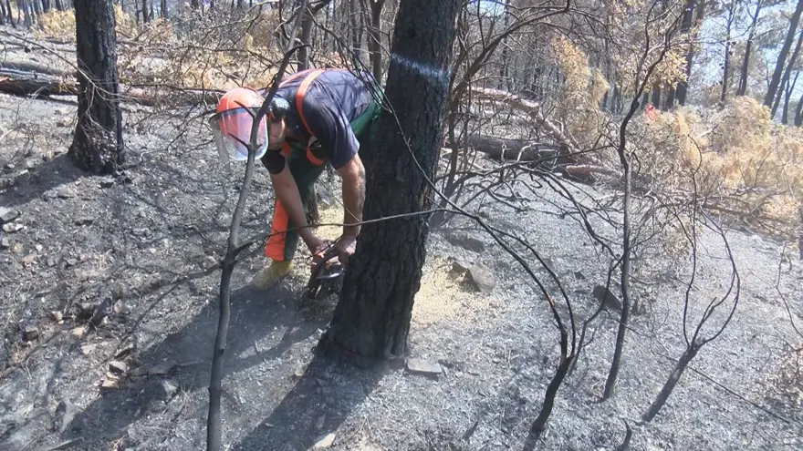 Heybeliada&#x27;da 1700 ağaç yandı: Yeşillendirme çalışması başladı 10