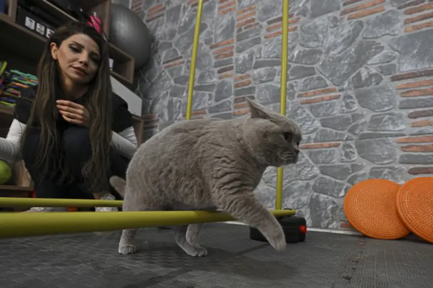 Obez kedi "Şiraz" pilates yaparak ve yüzerek zayıflıyor 3 Obez kedi "Şiraz" pilates yaparak ve yüzerek zayıflıyor 3